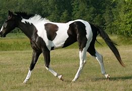Image result for American Paint Horse