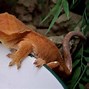 Image result for Different Types of Leopard Geckos