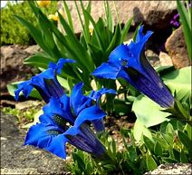 Image result for Gentiana dinarica