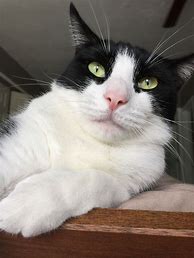 Image result for Cute Tuxedo Cats