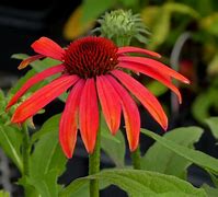 Image result for Deal of the Week Plant