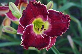 Image result for Hemerocallis Always Liberty