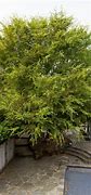 Image result for A Tree That Has Been Pruned