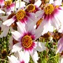 Image result for Coreopsis rosea Sweet Dreams ®