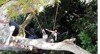 Image result for Climbing On Jungle Tree Vines