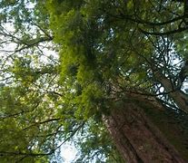 Image result for 1000 Year Old Forest