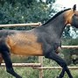 Image result for People with Rare Horses