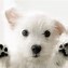 Image result for Cute Baby Maltese Puppies