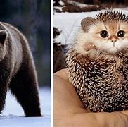 Image result for Funny Animal Edits