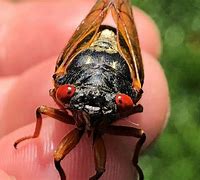 Image result for cicadas in Chicago