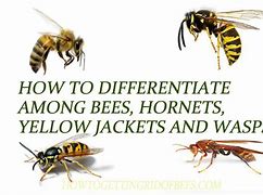 Image result for Bees/Wasps Hornets Yellow Jackets