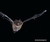 Image result for Long-Nosed Bat