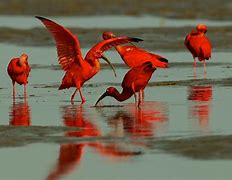 Image result for babies scarlet ibis facts