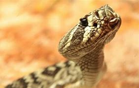 Image result for What Animals Eat the C Adamanteus