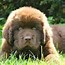 Image result for Teddy Bear Puppy