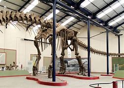 Image result for Largest Dinosaur Ever Found