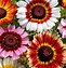 Image result for Chrysanthemum Mix