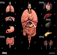 Image result for Organes Internes Du Corps Humain