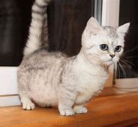 Image result for Munchkin Cat Pics