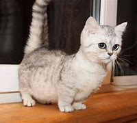 Image result for Munchkin Shorthair Cat