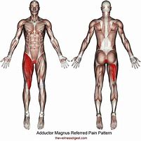 Image result for Adductor Magnus Pain