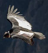 Image result for What Is the Biggest Flying Bird