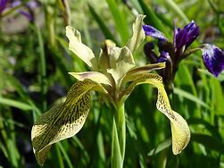 Image result for Iris forrestii