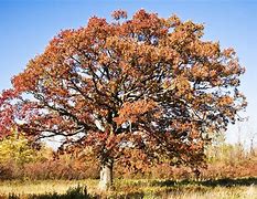 Image result for Oak Tree Fall Color