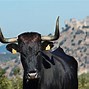 Image result for Andalusian Black Cattle
