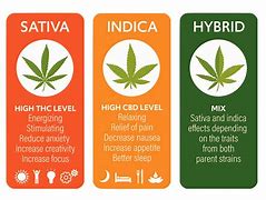 Image result for Sativa vs Indica Marijuana Leaf