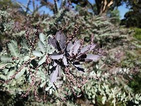 Image result for Purple Leaf Acacia Tree