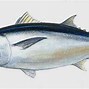 Image result for Ikan Tuna