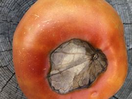 Image result for Identifying Tomato Diseases