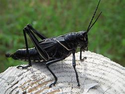 Image result for Giant Black Grasshopper