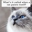 Image result for Cat Jokes Puns