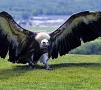 Image result for Biggest Bird That Can Fly