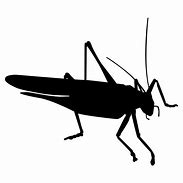 Image result for Cricket Silhouette