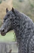 Image result for Friesian Horse Gray