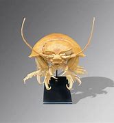 Image result for Ancient Isopods