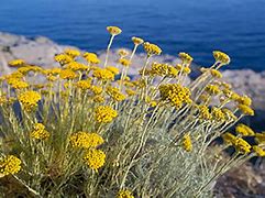 Image result for Helichrysum heldreichii