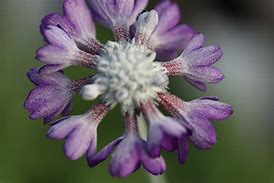 Primula capitata subsp. mooreana-साठीचा प्रतिमा निकाल