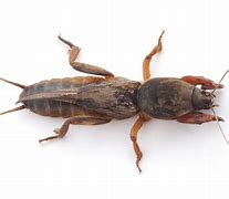 Image result for Mole Cricket Predatory