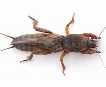 Image result for Mole Cricket Holes