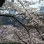 Image result for Cherry Blossom Season
