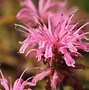 Image result for Monarda Croftway Pink