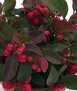 Image result for Gaultheria procumbens Big Berry (r)