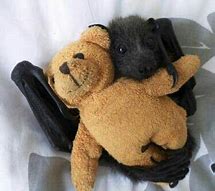 Image result for Fruit Bat Toys