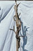Image result for Driftwood Coat Hooks