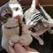 Image result for Cat Biting Stick Toy