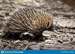 Image result for Echidna Spikes